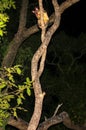 Common Brushtail Possum Trichosurus vulpecula climbing a tree in Queensland rainforest at night