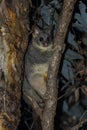 Common brushtail possum Trichosurus vulpecula at Dryandra Woodland in Western Australia, Australia. Royalty Free Stock Photo