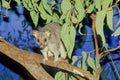 The common brushtail possum Trichosurus vulpecula Royalty Free Stock Photo
