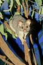 The common brushtail possum Trichosurus vulpecula Royalty Free Stock Photo