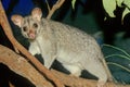 The common brushtail possum Trichosurus vulpecula Royalty Free Stock Photo