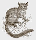 Common brushtail possum trichosurus vulpecula sitting on a tree Royalty Free Stock Photo