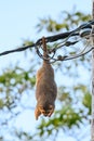 Common brushtail possum (Trichosurus vulpecula) a small mammal, a gregarious arboreal animal