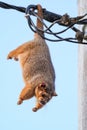 Common brushtail possum (Trichosurus vulpecula) a small mammal, a gregarious arboreal animal Royalty Free Stock Photo