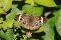 Common Buckeye Butterfly