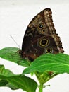 Common buckeye butterfly with blue eyespots on leaf Royalty Free Stock Photo