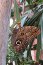 Common Buckeye Butterfly With Blue Eyespots On Tree
