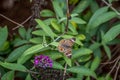 Common Buckeye Butterfly On A Bush