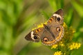 Common Buckeye Butterfly - Junonia Coenia