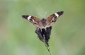 Common Buckeye Butterfly, Georgia, USA