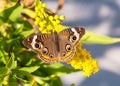 A Common Buckeye Butterfly On Goldenrod