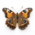 Common Buckeye Butterfly: Layered Imagery With Subtle Irony