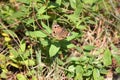 Common Buckeye Butterfly