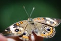 Common Buckeye Junonia Coenia Royalty Free Stock Photo