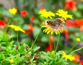 Common Buckeye and tickseed flowers Royalty Free Stock Photo