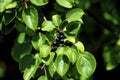 Common Buckthorn Berries 60622