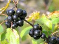 Thornhill the common buckthorn berry 2017