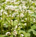 Common Buckwheat