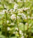 Common Buckwheat Royalty Free Stock Photo