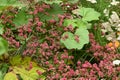 Common buckwheat Fagopyrum esculentum 2