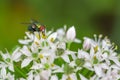 Common Bug on Cilantro Flowers Royalty Free Stock Photo