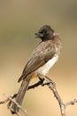 Common bulbul Royalty Free Stock Photo