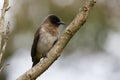 Common Bulbul Royalty Free Stock Photo