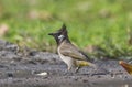 Common bulbul bird