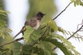 common bulbul that sits on a branch on top of tree Royalty Free Stock Photo