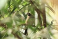 Common bulbul Royalty Free Stock Photo
