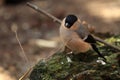 Common bullfinch