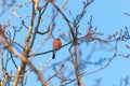 Common bullfinch bird sit on the branches Royalty Free Stock Photo