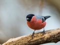 Common bullfinch or Eurasian bullfinch Pyrrhula pyrrhula, sitting on a branch with soft background Royalty Free Stock Photo
