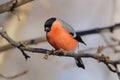 Common bullfinch looks from a branch of wild apples to the ground.