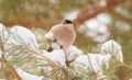 Common bullfinch, Pyrrhula pyrrhula. A frosty winter day. Female bird sits on a pine branch and eats snow