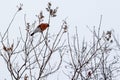 Common bullfinch on a tree Royalty Free Stock Photo