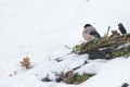 Common bullfinch in winter