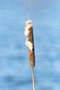 Common bulrush or Typha latifolia in late spring with water in b