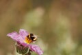 Common bumblebee bombus terrestris feeding and pollinating cistus flower (cistus albidus) Royalty Free Stock Photo