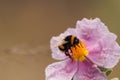 Common bumblebee bombus terrestris feeding and pollinating cistus flower (cistus albidus) Royalty Free Stock Photo