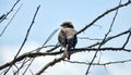 common bunting (Emberiza calandra