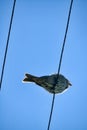 common bunting (Emberiza calandra