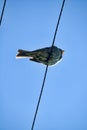 common bunting (Emberiza calandra