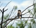 common bunting (Emberiza calandra