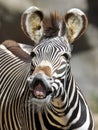 Common or burchells zebra kenya ,africa Royalty Free Stock Photo