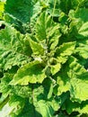 Common Burdock, Lesser Burdock, Arctium minus, Arctinum Royalty Free Stock Photo