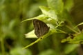 Common bush brown, Nymphalidae, Manu,Tripura