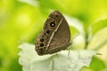 Common bush brown, Nymphalidae, Manu,Tripura