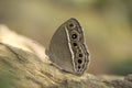 Common Bush brown, Nymphalidae, Near Gurjee, Tripura