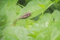 Common bush cricket